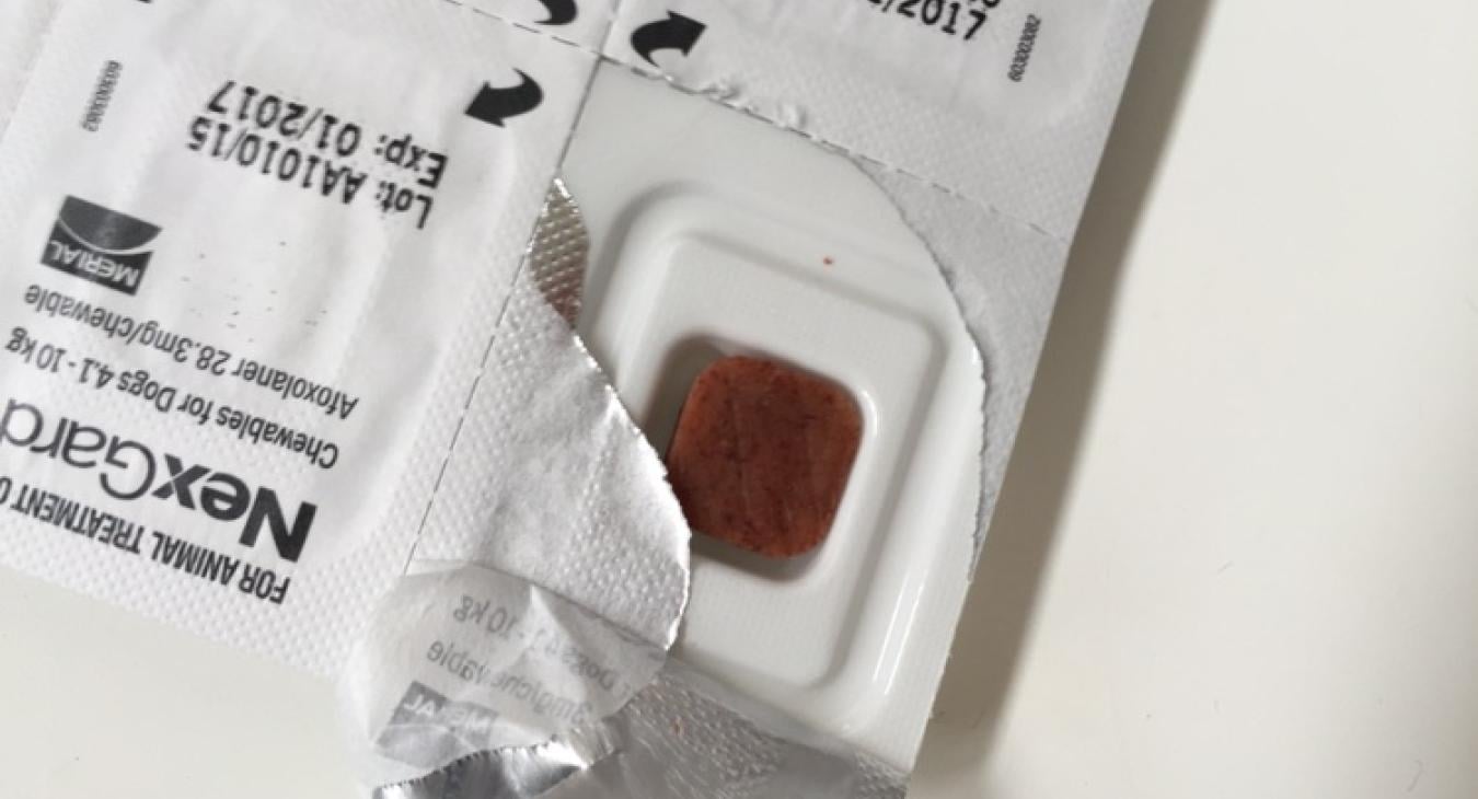 a nexgard chew sitting inside an opened packet