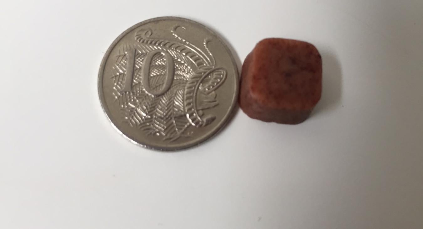 a nexgard chew next to a 10 cent piece