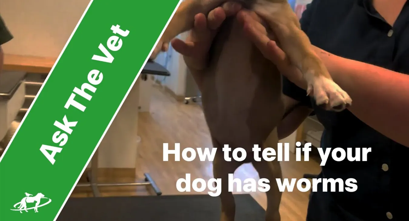 how to tell if your dog has worms