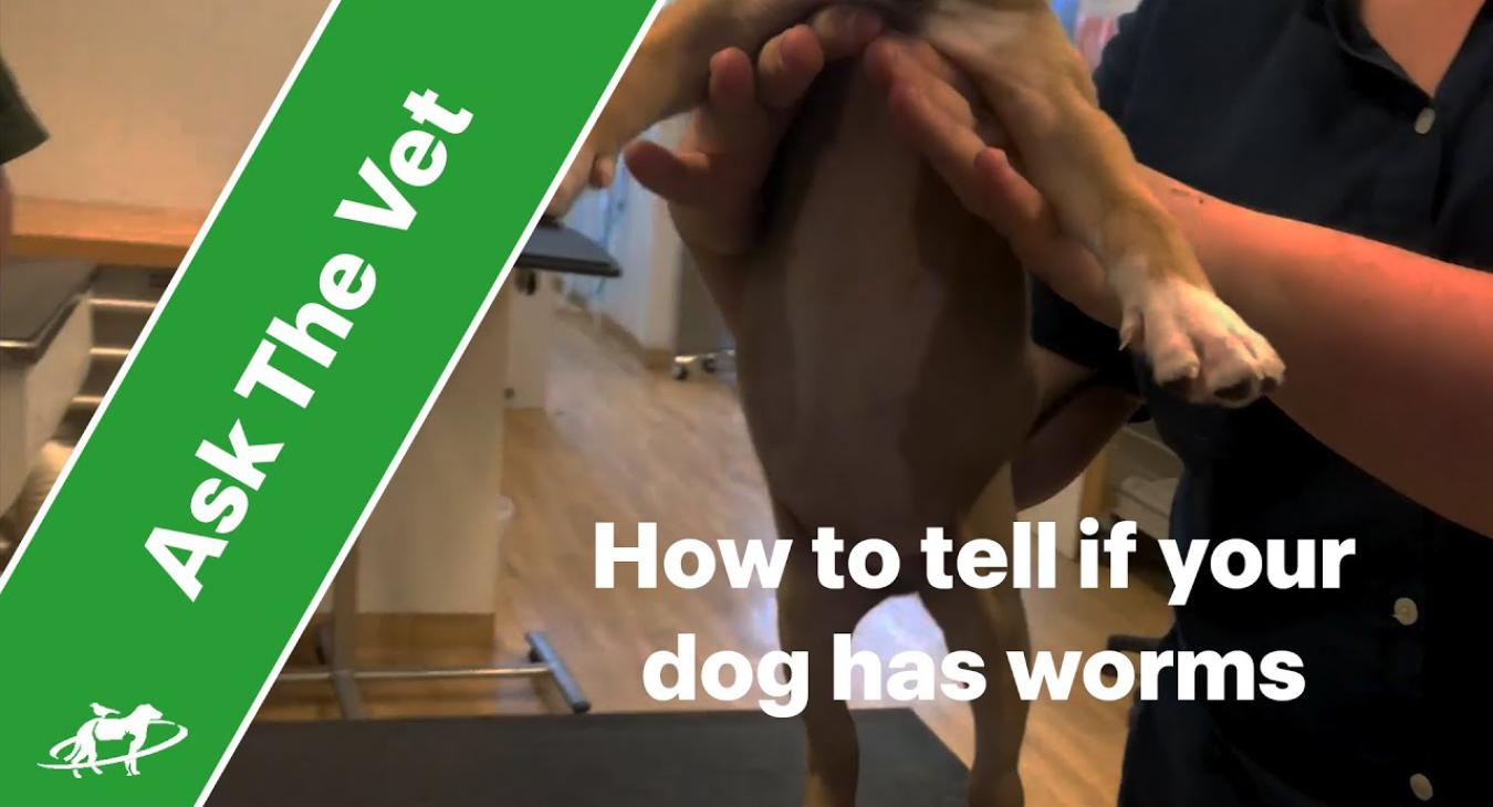 how to tell if your dog has worms