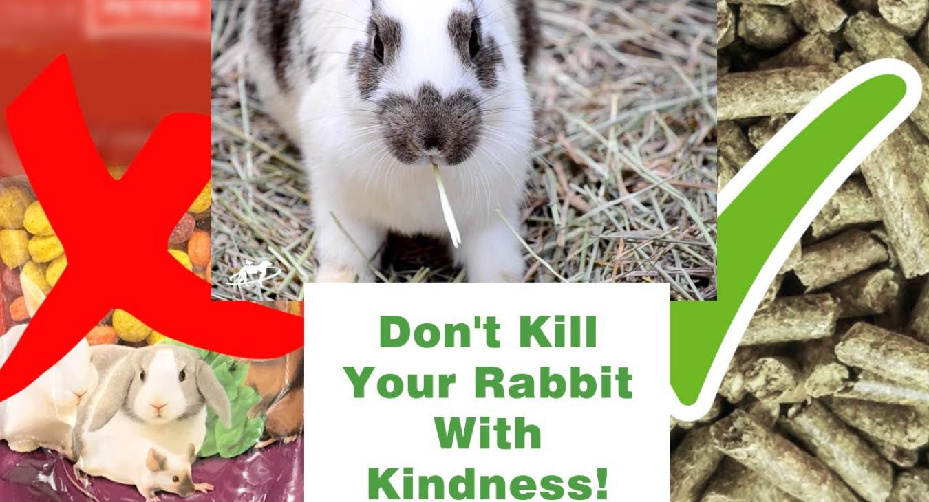Don't kill your rabbit with kindness