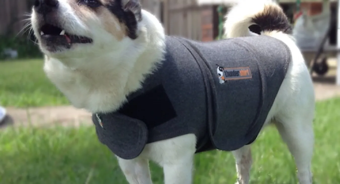 Mintie the jack russel wearing a thundershirt