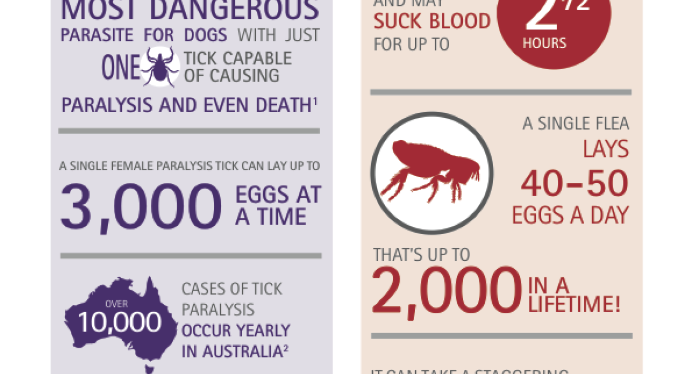 ￼￼￼￼￼￼￼TICKS THE AUSTRALIAN PARALYSIS TICK SEASON RUNS FROM AUGUST TO MARCH1 FLEAS A FLEA STARTS FEEDING ON BLOOD WITHIN 21⁄2 HOURS A SINGLE FLEA ￼￼￼￼AUG ￼SEP ￼￼OCT ￼￼NOV ￼￼DEC ￼￼JAN ￼FEB ￼￼MAR ￼￼￼APR ￼￼￼MAY ￼￼￼JUN ￼￼JUL ￼￼￼￼THE PARALYSIS TICK (IXODES HOLOCYCLUS) IS THE SINGLE MOST DANGEROUS PARASITE FOR DOGS WITH JUST AND MAY SUCK BLOOD FOR UP TO TICK CAPABLE OF CAUSING PARALYSIS AND EVEN DEATH1 ￼￼￼￼￼A SINGLE FEMALE PARALYSIS TICK CAN LAY UP TO 40-50 3,000 EGGS AT A TIME THAT’S UP TO EGGS A DAY IN A LIFETI