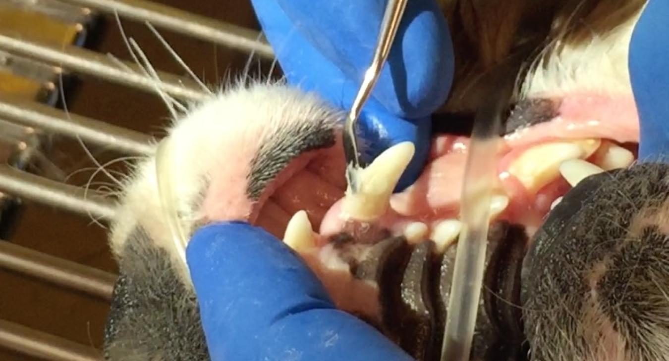 composite being applied to fill the tooth
