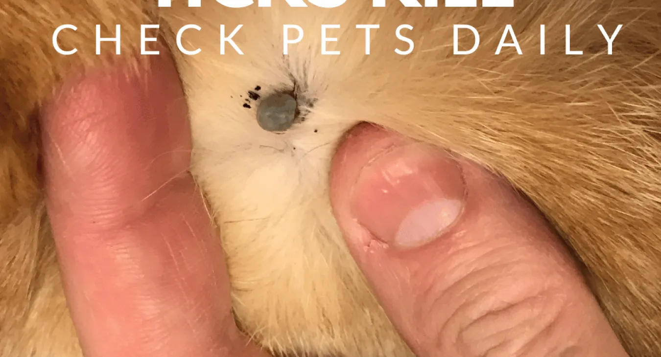 a paralysis tick embedded in the skin of an animal