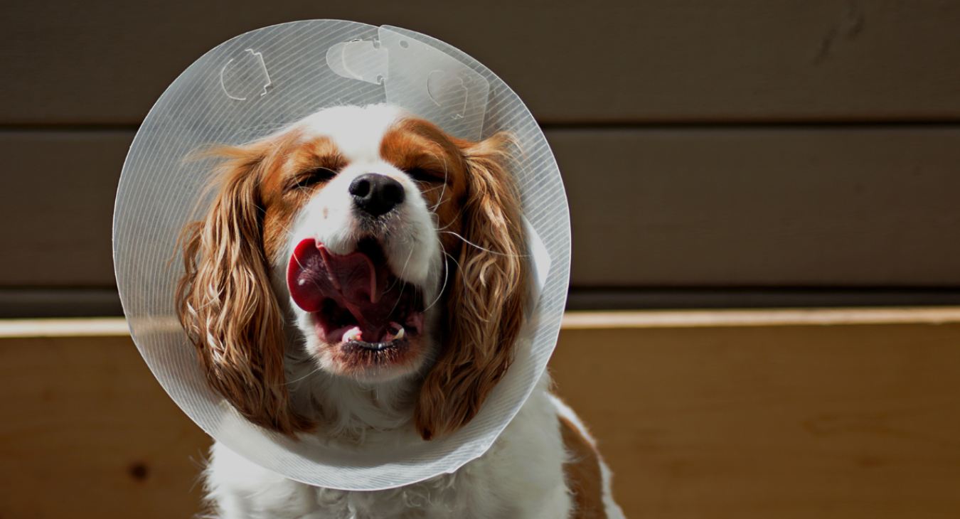 a cavalier wearing a cone licks his lips
