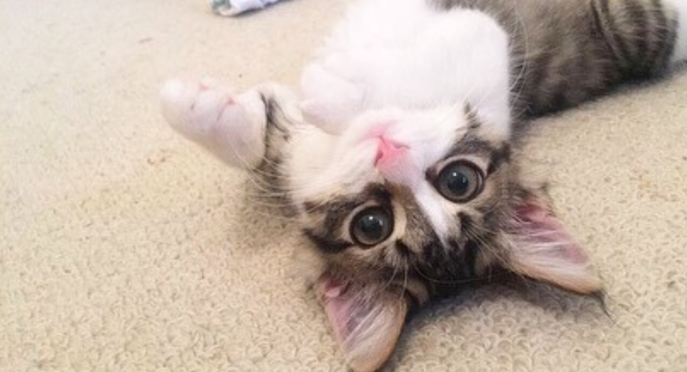 A tabby and white kitten rolls over on carpet