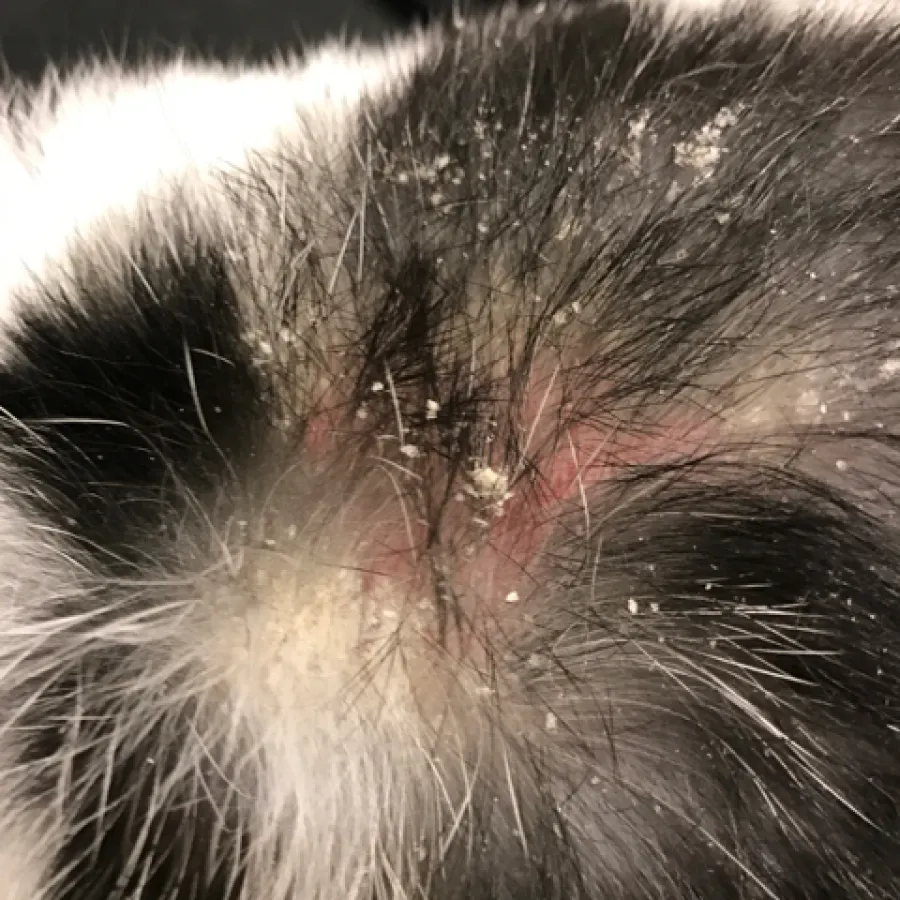 dandruff and red skin on a rabbit's skin