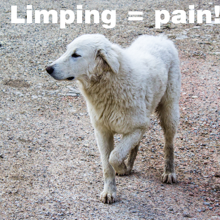 limping dog showing us that limping needs they are in pain