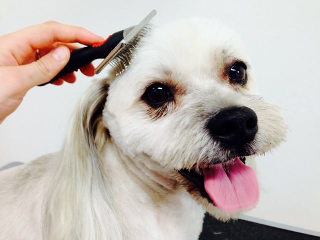 The good, the bad and the ugly of dog brushes
