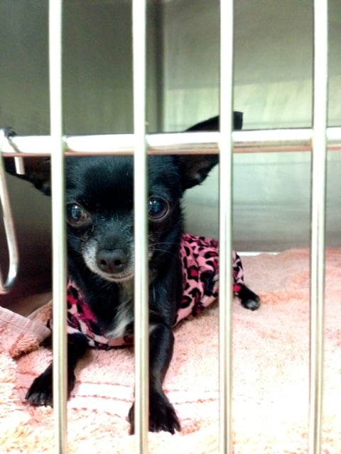 Dogs should not skip