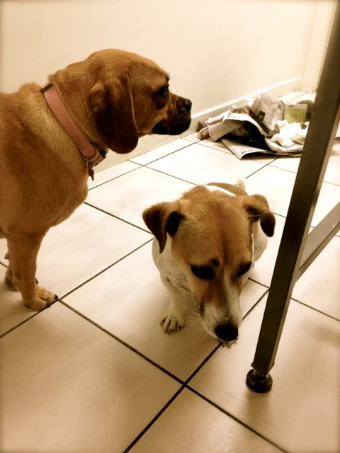 The Perils of Poisoning Rodents