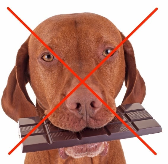 Is chocolate your poison of choice? Don't make it your pet's!