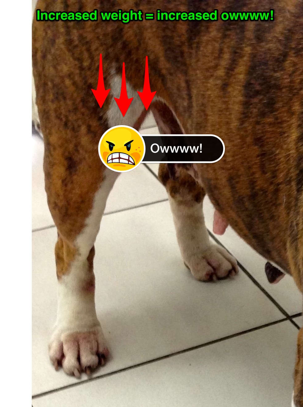 The 7 steps to successfully manage arthritis in dogs