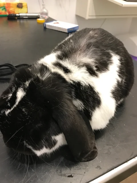 Rabbit dandruff