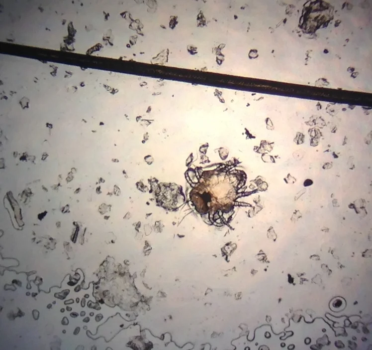 rabbit_fur_mite.jpeg