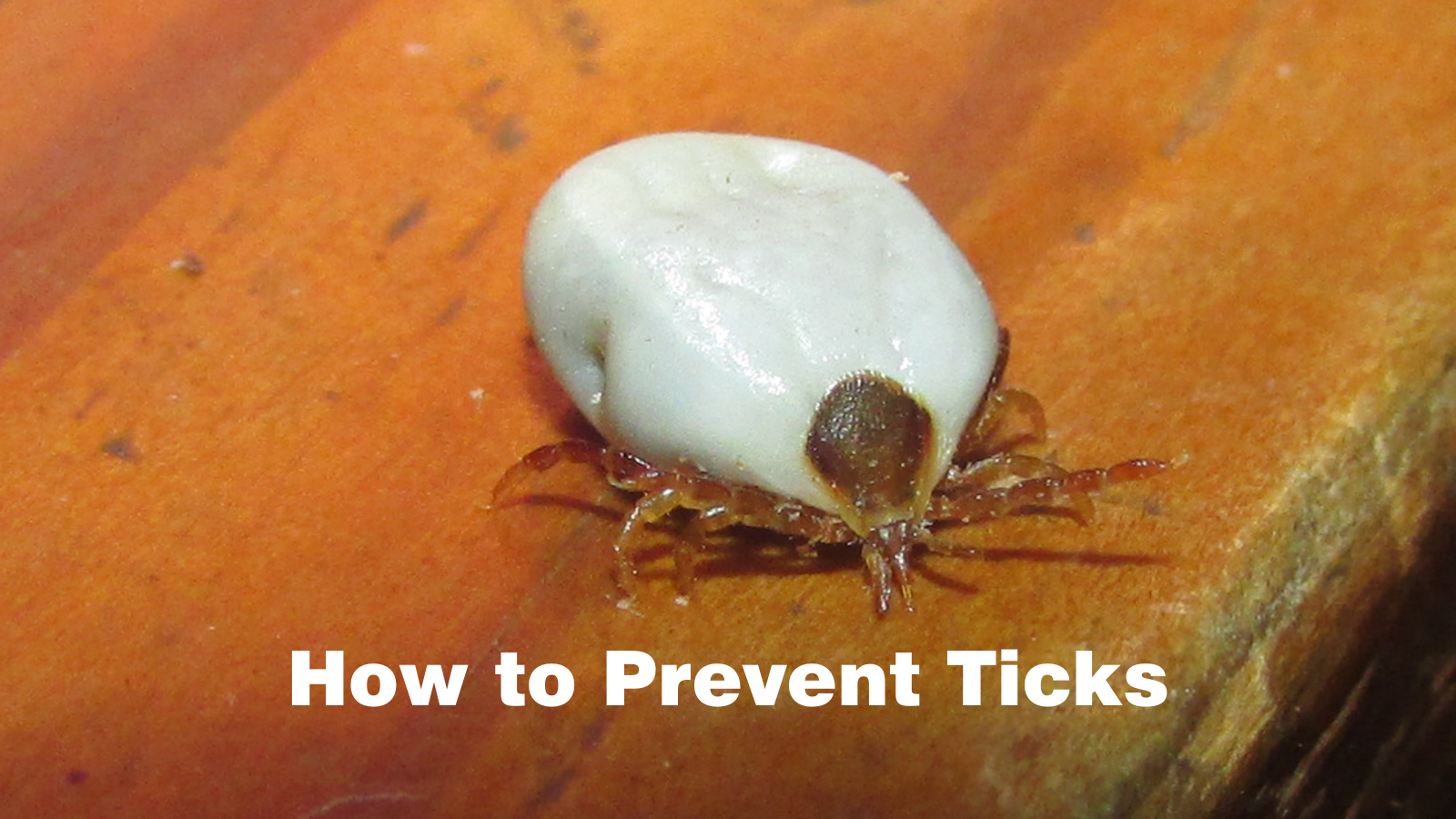 How to Prevent Ticks in your dog or cat