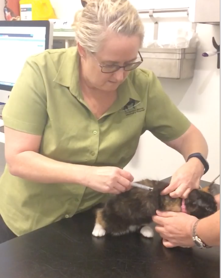 8 Facts to Help You Protect Your Cat from Feline Parvovirus