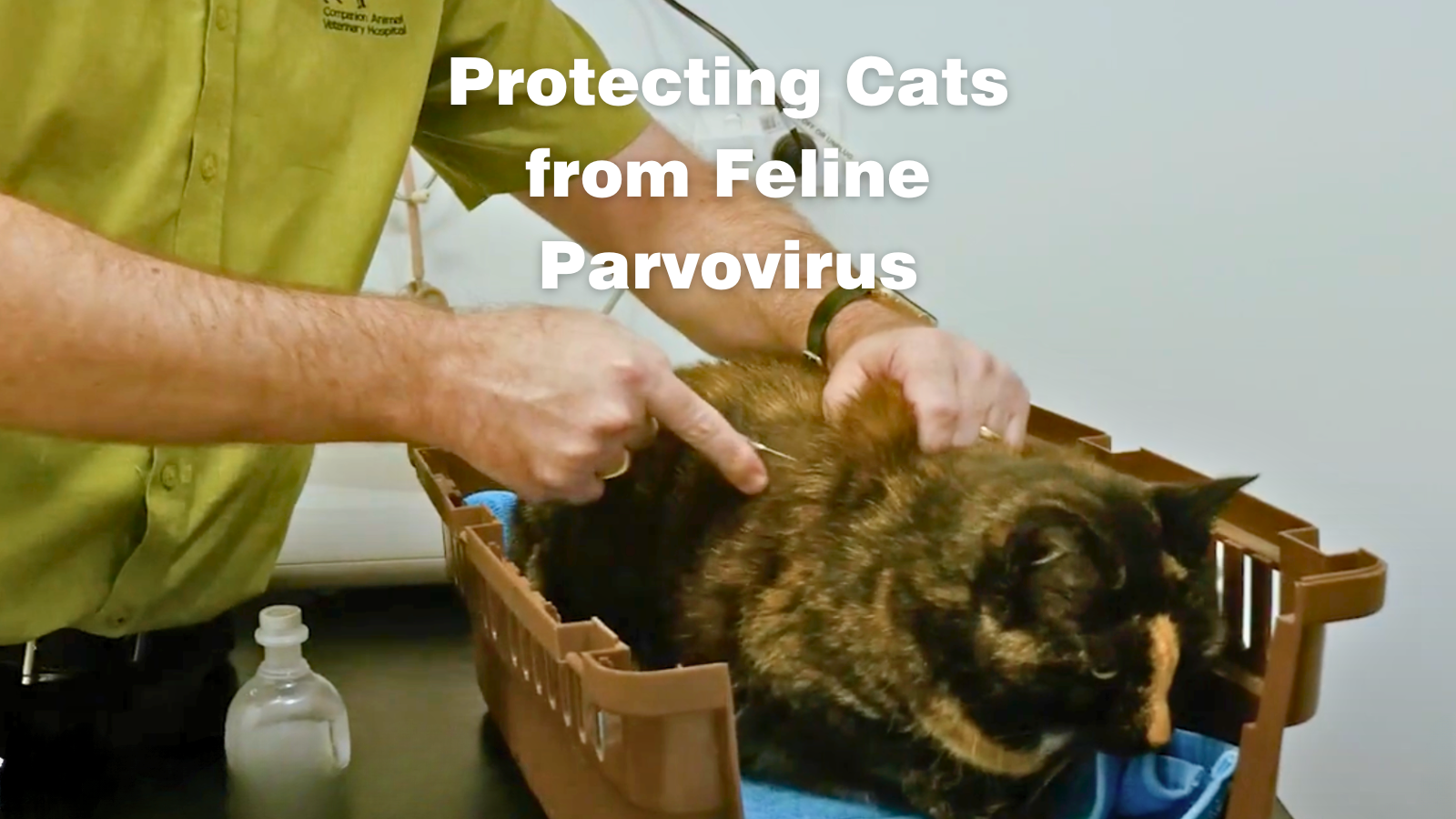 Comprehensive Guide to Protecting Cats from Feline Parvovirus