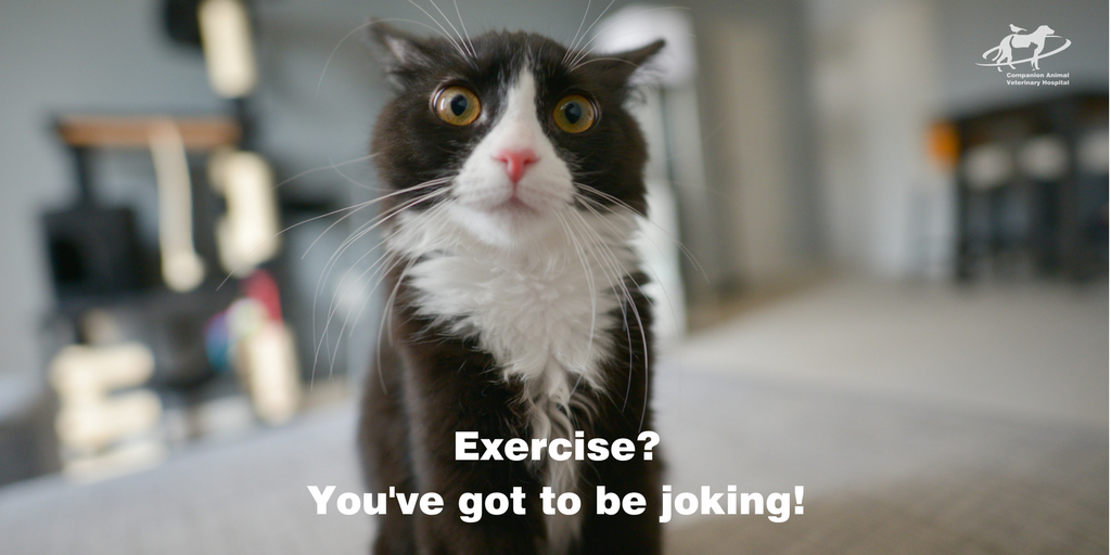 Cat Exercise - not an oxymoron
