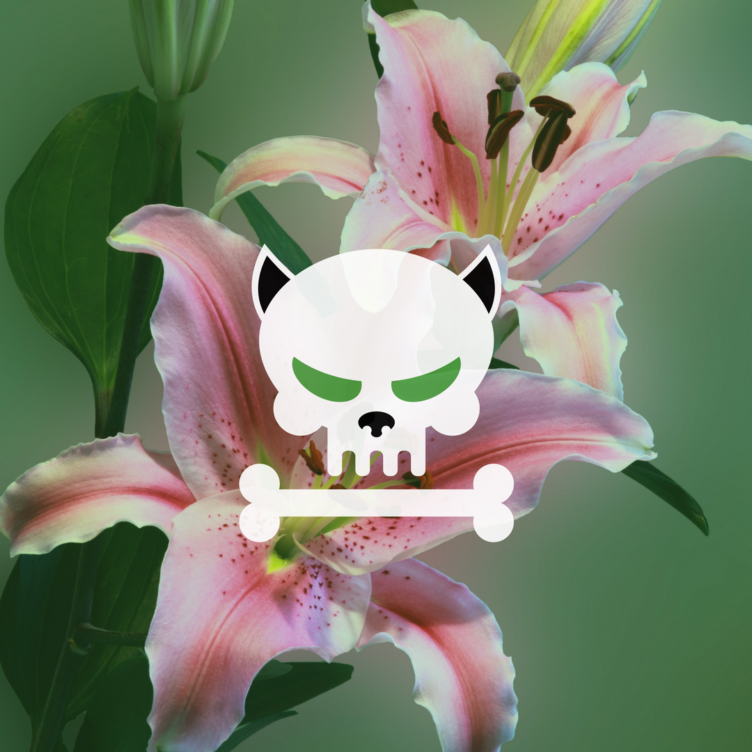 Cats and Lilies - a lethal combination