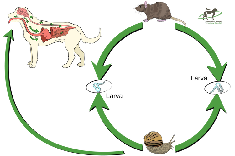 Rat Lungworm (or should we call it brainworm)?