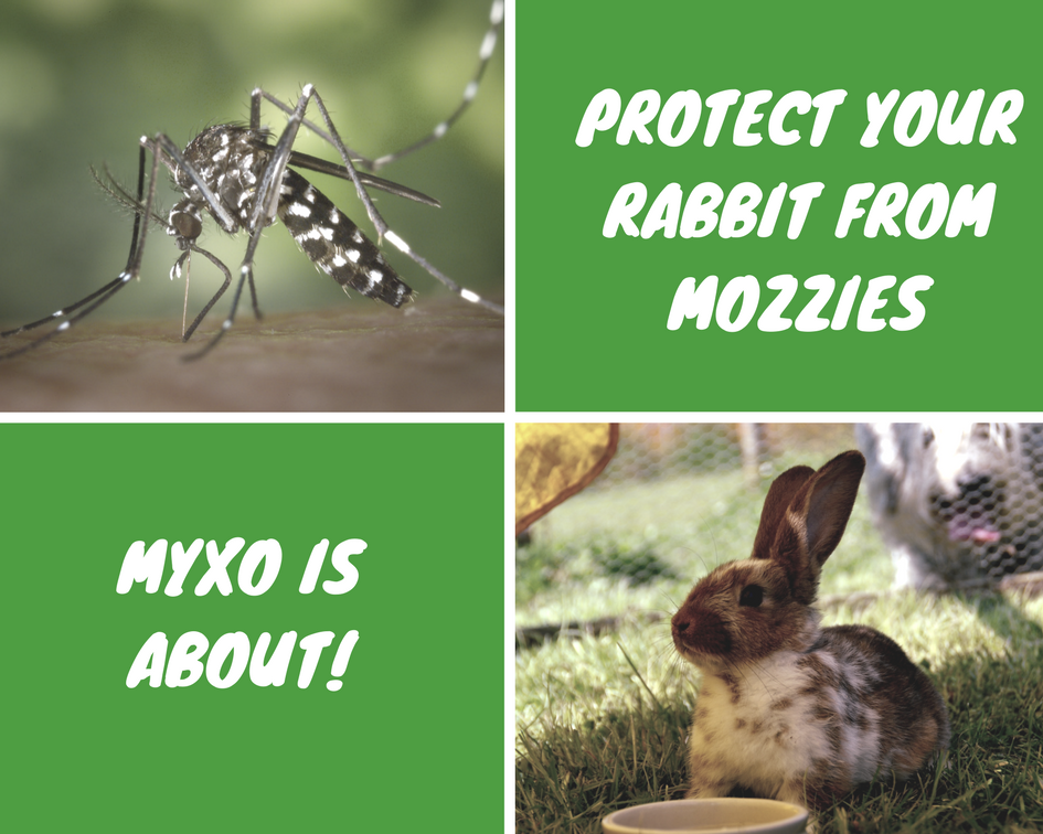 Myxomatosis: rabbit owners watch out!