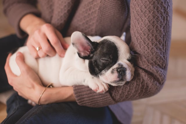 The New CPV-2C Canine Parvovirus Strain and Vaccination- the facts