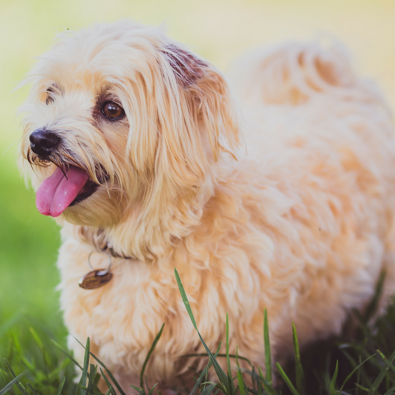The Vet Told Me My Pet Is Overweight….AHHHHH!