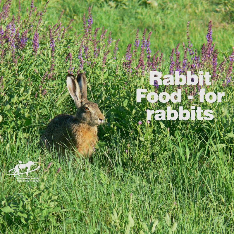 What should you feed your rabbit?