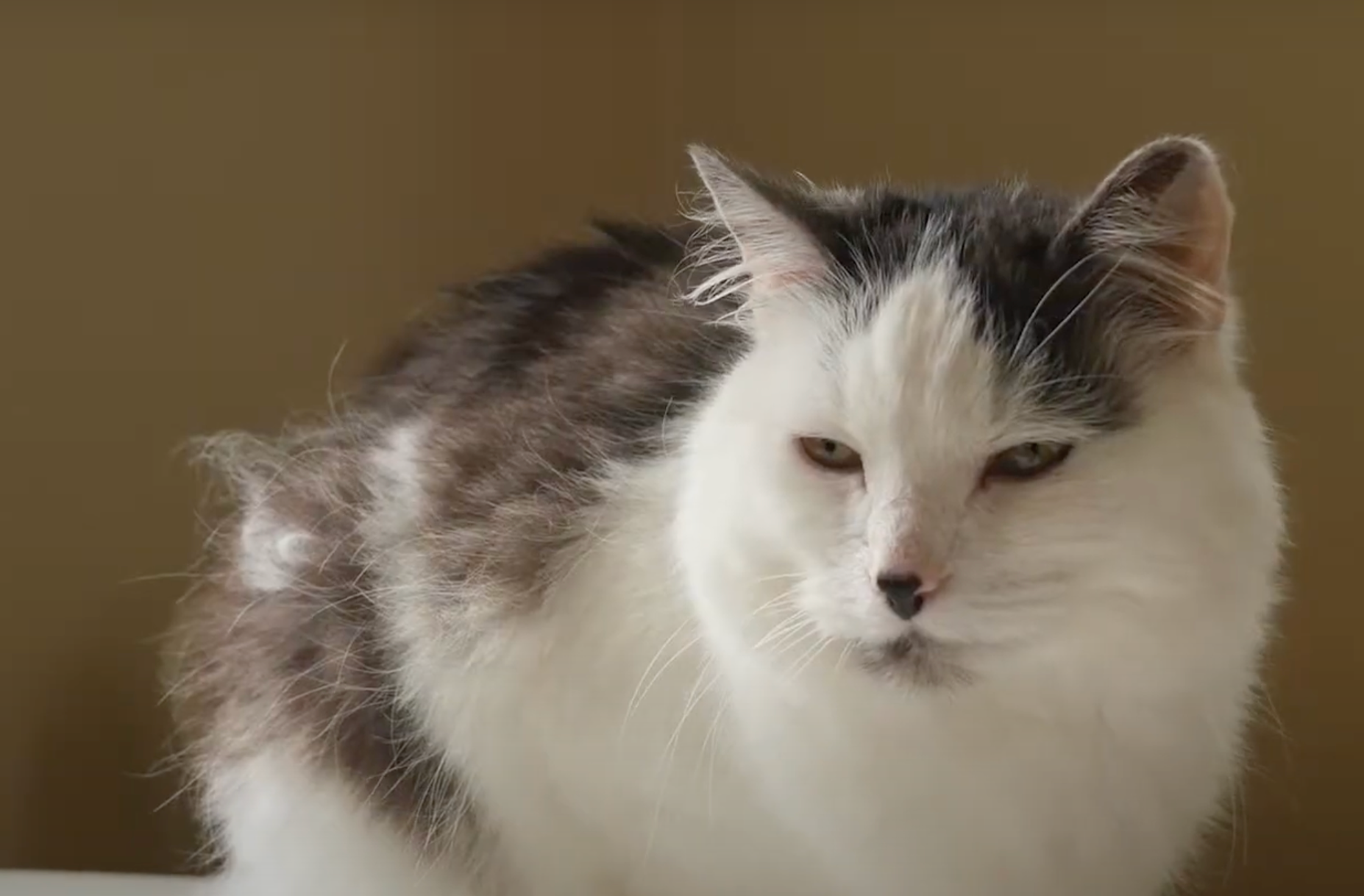 When is the right time to let your kitten outside?