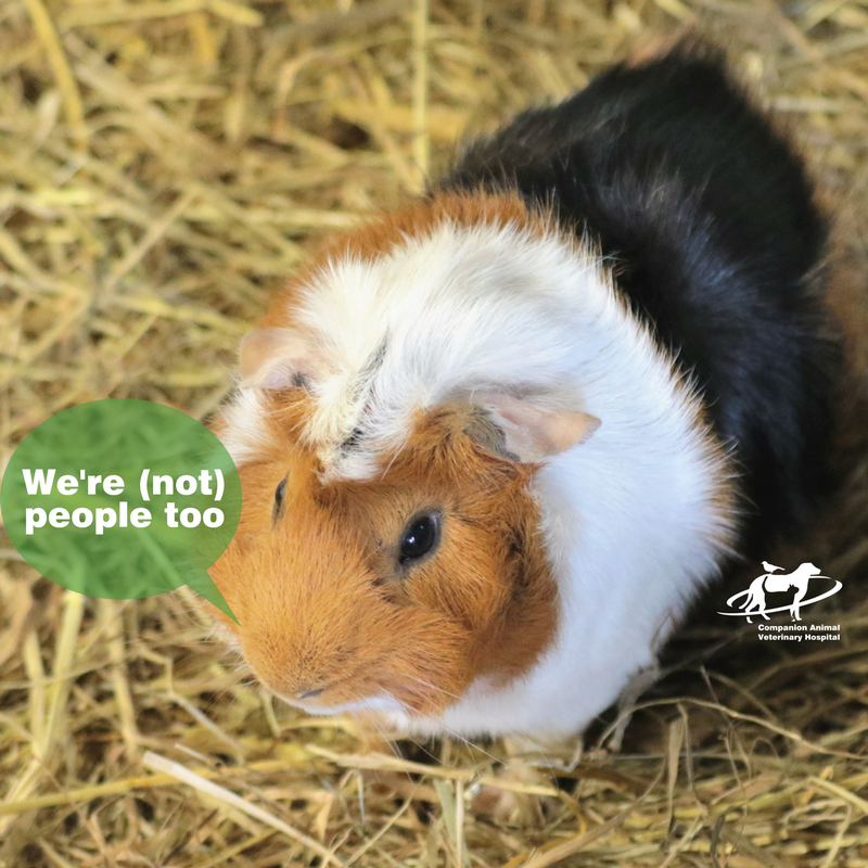 Guinea Pigs Aren't People Too - food for Cavies