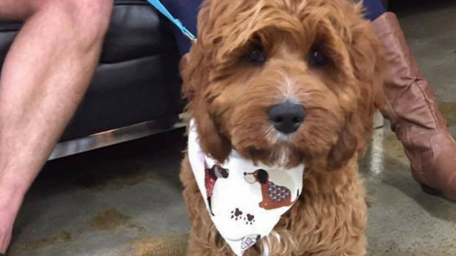 The Importance of Puppy Socialisation