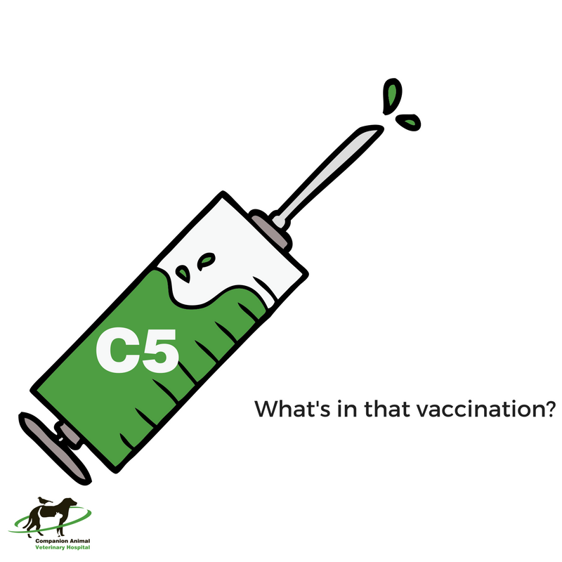What is in a Dog's Vaccination?