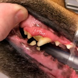 Nasty Nashers: Check those Chompers