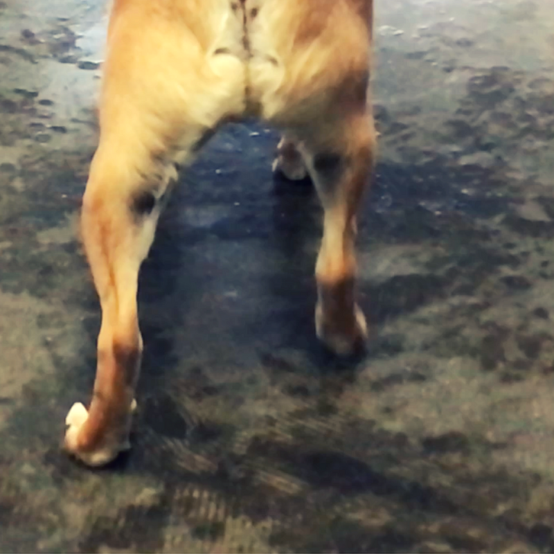 The Most Common Cause of Hindlimb Lameness in Dogs