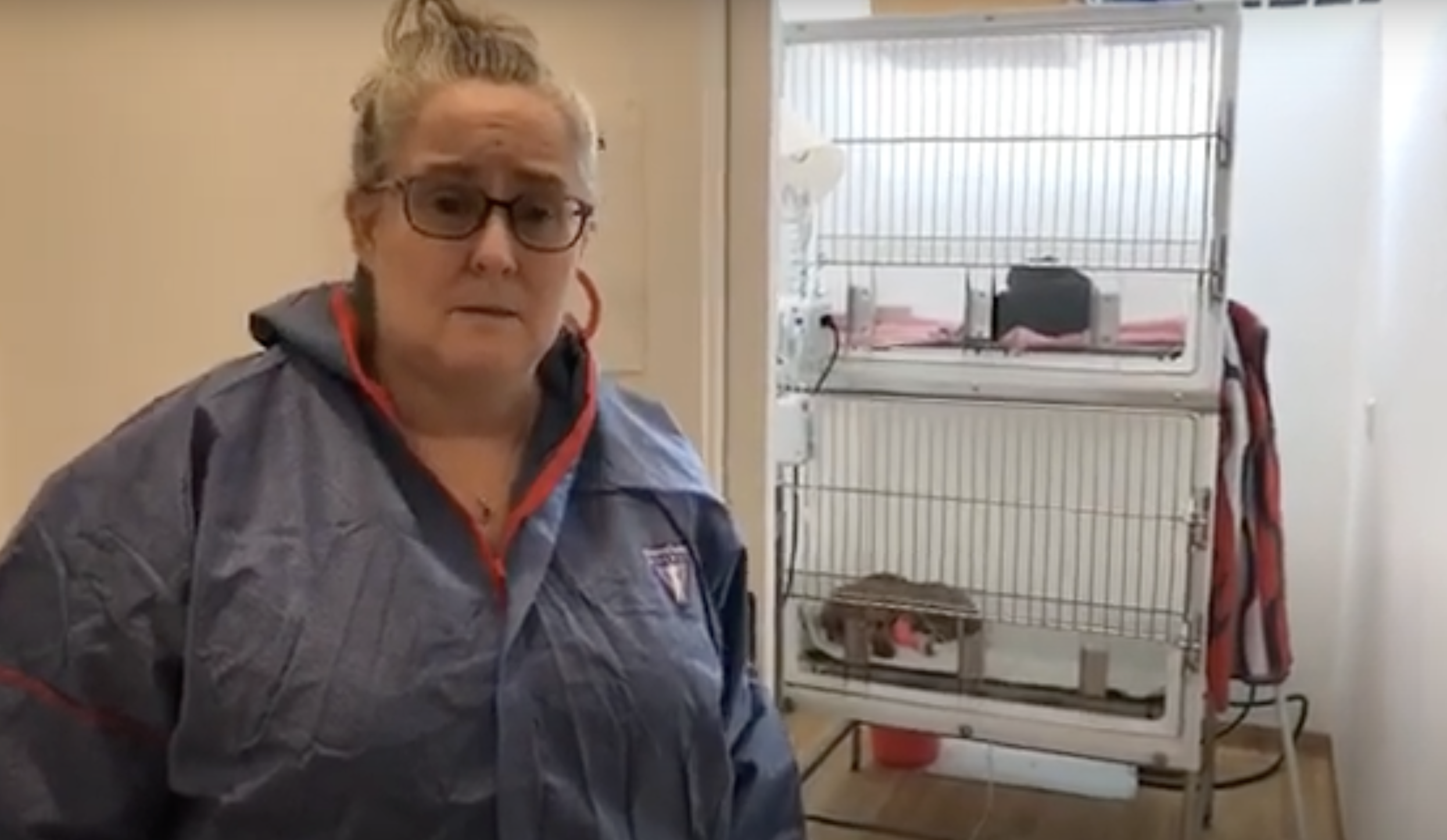 Behind the Scenes: Treating Puppies with Parvo at Our Clinic