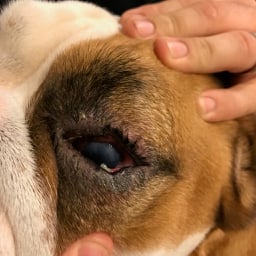 An Ulcer on the Eye