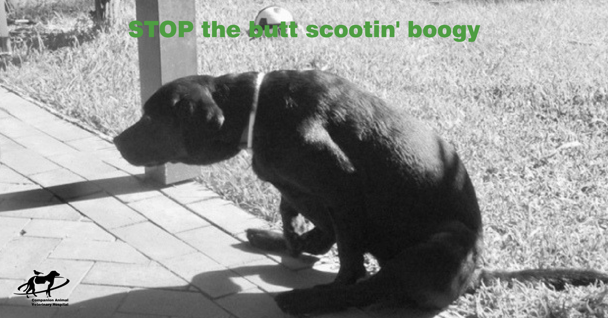 How To Stop The ‘Butt Scootin Boogie’