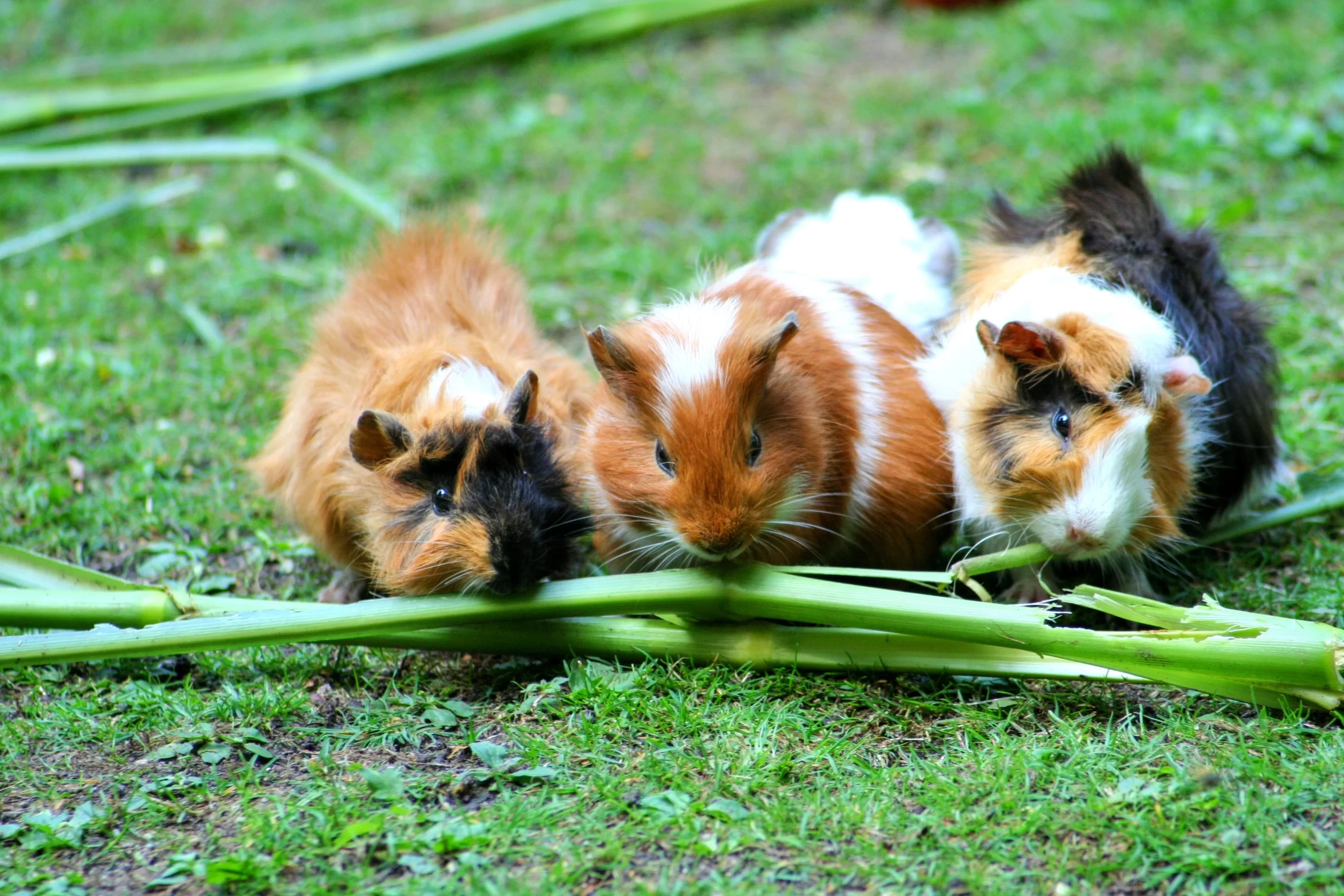 How to Care for Guinea Pigs