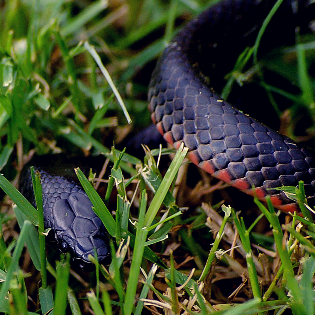 Snake Bites in Animals in the Illawarra