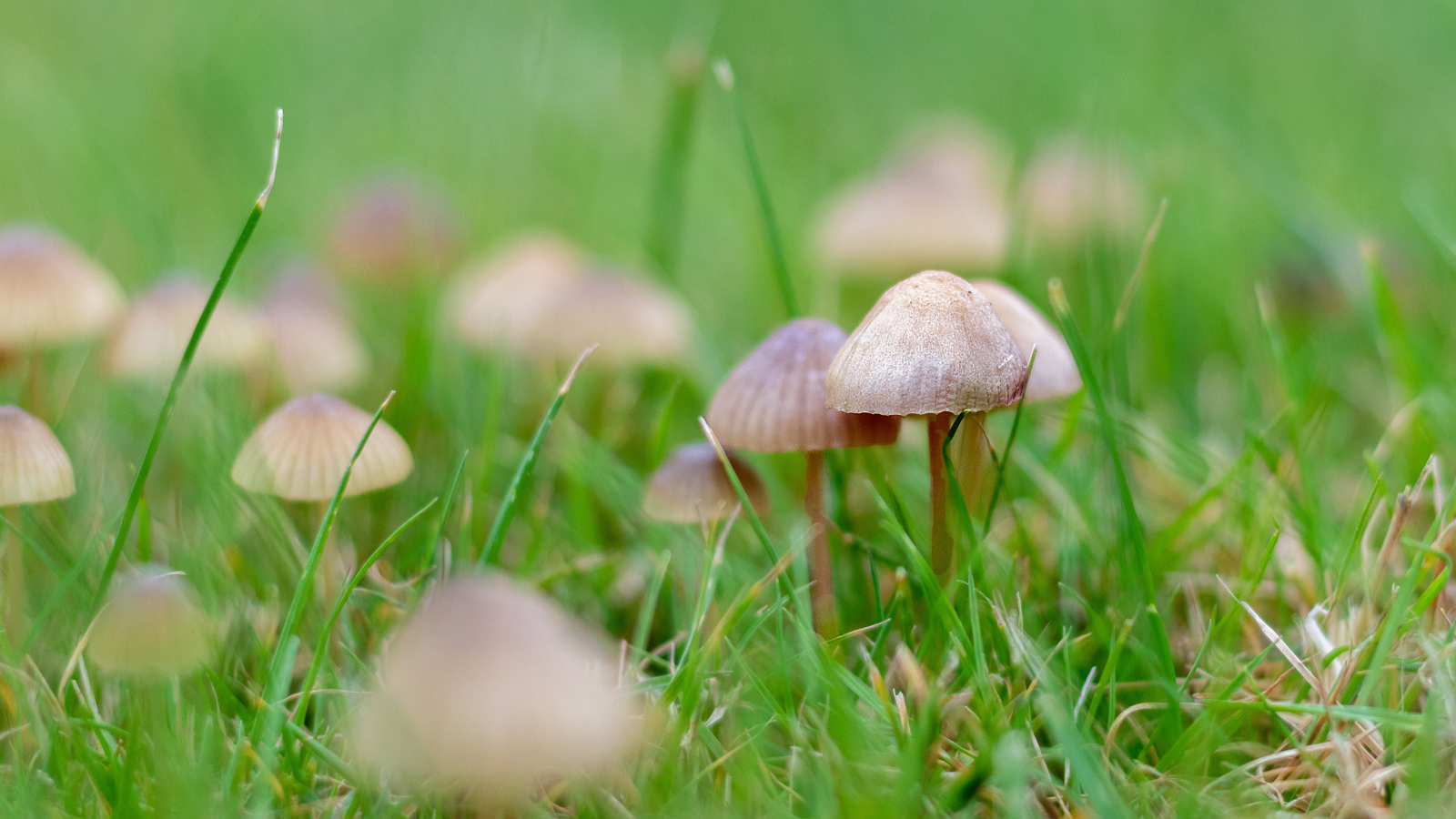 Mushroom Menace- Protecting Your Pets from Fungal Hazards