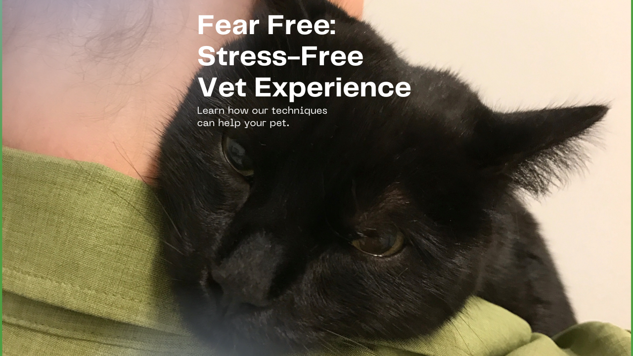 Creating a Stress-Free Vet Experience with 'Fear Free' Techniques
