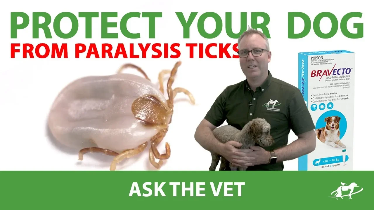 How to Apply Bravecto Spot-On for Dogs- A Simple Guide