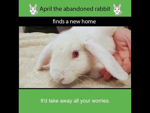 April's Journey- From Abandoned Rabbit to Beloved Therapy Animal