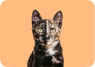 About Us Pet