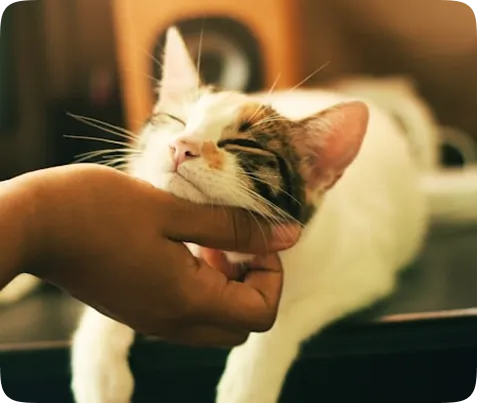 Cat-Friendly Accreditation