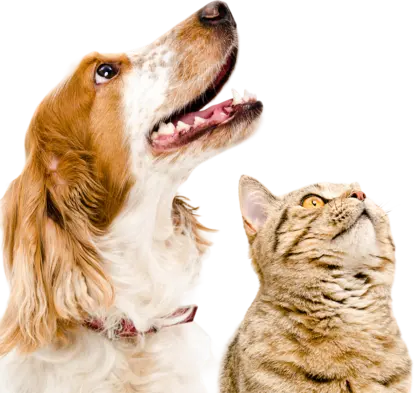Resources Pet Image