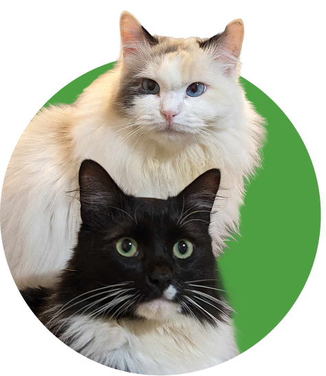 Cat Care