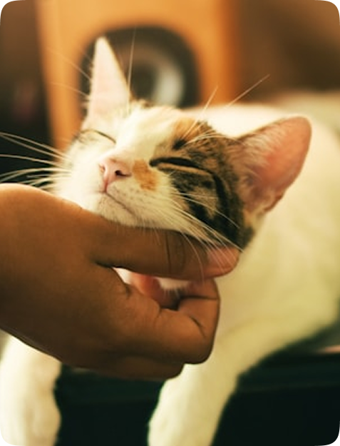 Pet Owners Image